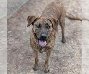 Labrador Retriever Dogs for adoption in Conroe, TX, USA