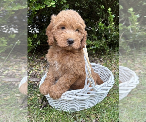 Medium Photo #3 Goldendoodle (Miniature) Puppy For Sale in MIDDLEBURY, IN, USA