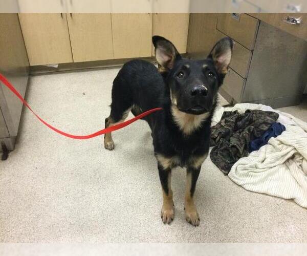 Medium Photo #1 German Shepherd Dog-Unknown Mix Puppy For Sale in Riverside, CA, USA