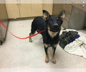 German Shepherd Dog-Unknown Mix Dogs for adoption in Riverside, CA, USA