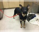 Small German Shepherd Dog Mix