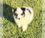 Small #11 Shetland Sheepdog