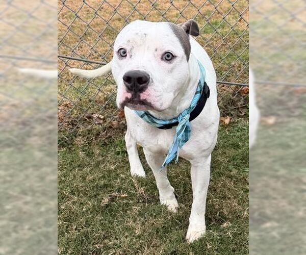 Medium Photo #1 American Pit Bull Terrier-Unknown Mix Puppy For Sale in Tulsa, OK, USA