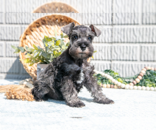 Medium Photo #2 Schnauzer (Miniature) Puppy For Sale in BALTIC, OH, USA