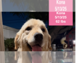 Small #4 Golden Retriever