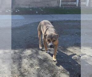 American Staffordshire Terrier-Unknown Mix Dogs for adoption in San Antonio, TX, USA