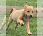 Small #2 Mutt