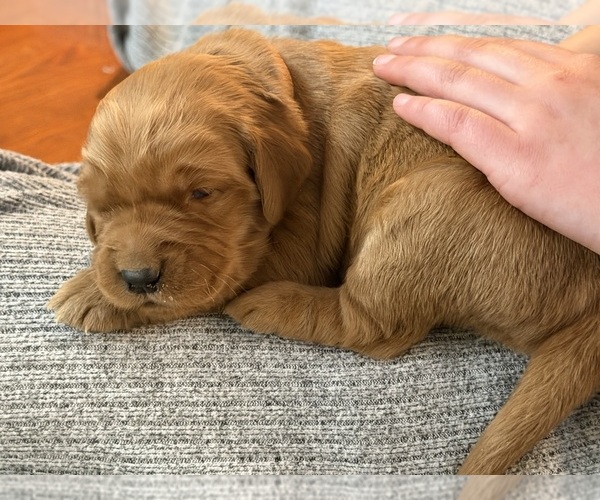 Medium Photo #15 Golden Retriever Puppy For Sale in WOODSTOCK, CT, USA