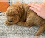 Small #14 Golden Retriever