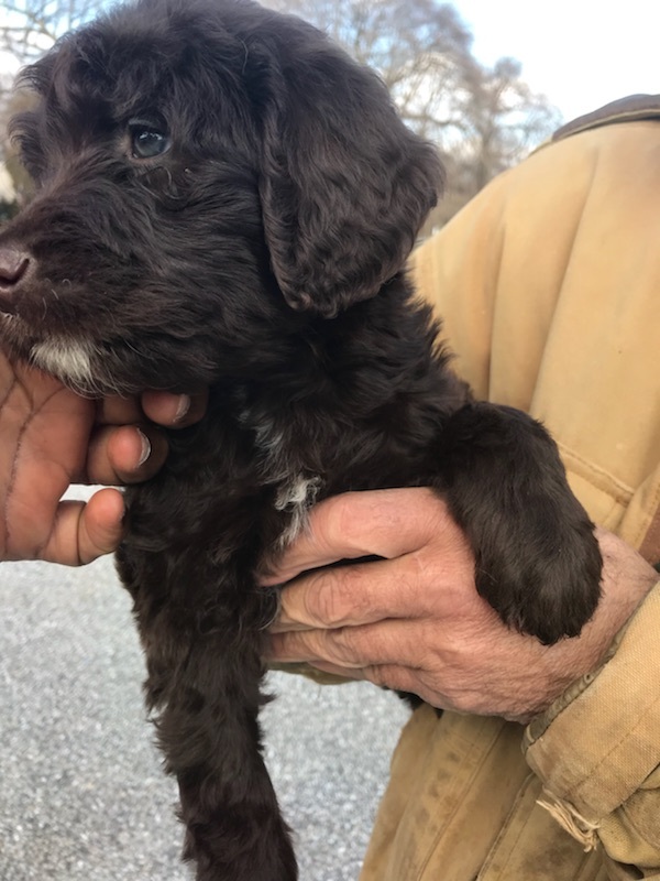 Medium Photo #3 Goldendoodle-Poodle (Standard) Mix Puppy For Sale in BOWIE, MD, USA