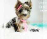 Small Photo #6 Yorkshire Terrier Puppy For Sale in KELLER, TX, USA