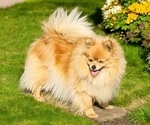 Small Photo #1 Pomeranian Puppy For Sale in ORRVILLE, OH, USA