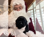 Image preview for Ad Listing. Nickname: Christmas Labs