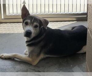 Labsky Dogs for adoption in Orange, CA, USA