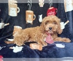 Small #3 Cavapoo