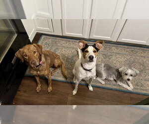 Lee - Female Beagle Dog for Adoption - Photo #4