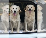 Small #2 English Cream Golden Retriever