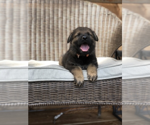 Medium Photo #9 German Shepherd Dog Puppy For Sale in BIRMINGHAM, PA, USA