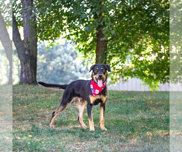 Medium Photo #7 German Shepherd Dog-Unknown Mix Puppy For Sale in Unionville, PA, USA