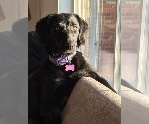 Medium Photo #3 Collie-Unknown Mix Puppy For Sale in Fort Worth, TX, USA