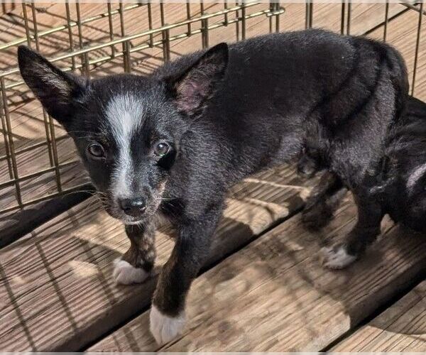 Medium Photo #4 Australian Shepherd-Rat Terrier Mix Puppy For Sale in Des Moines, IA, USA