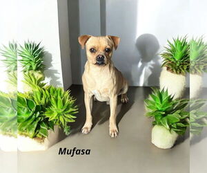 Puggle Dogs for adoption in Menifee, CA, USA