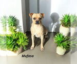 Small Puggle