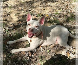 Asia - Female American Pit Bull Terrier Dog for Adoption - Photo #5