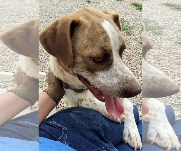 Medium Photo #9 Border Collie-Pointer Mix Puppy For Sale in Stover, MO, USA