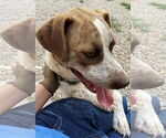 Small #8 Border Collie-Pointer Mix