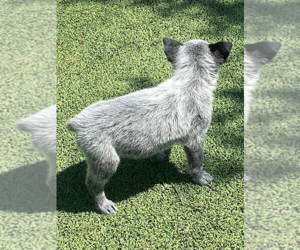 Medium Photo #6 Australian Cattle Dog Puppy For Sale in BRIGGSDALE, CO, USA
