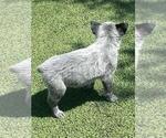 Small #5 Australian Cattle Dog