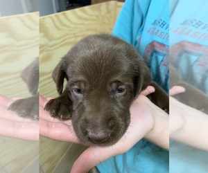 Labrador Retriever Puppy for sale in CHRISNEY, IN, USA