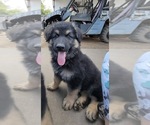 Small Photo #3 German Shepherd Dog Puppy For Sale in ANGLETON, TX, USA