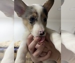 Puppy Aurora Pembroke Welsh Corgi