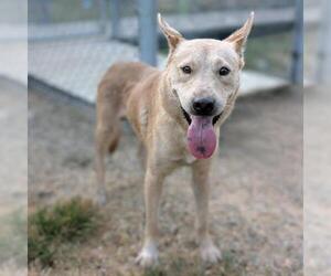 Chow Chow-Siberian Husky Mix Dogs for adoption in Conroe, TX, USA