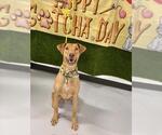 Small #1 Weimaraner Mix