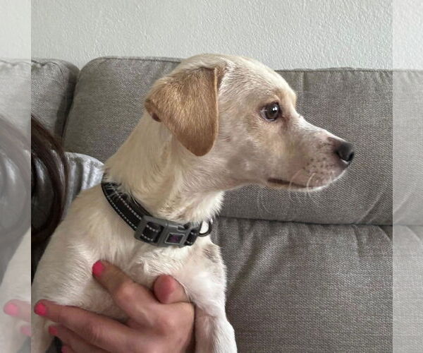 Medium Photo #2 Chihuahua-Unknown Mix Puppy For Sale in NYC, NY, USA