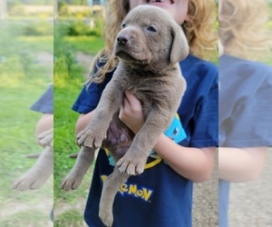 Labrador Retriever Puppy for Sale in CLINTON, Indiana USA