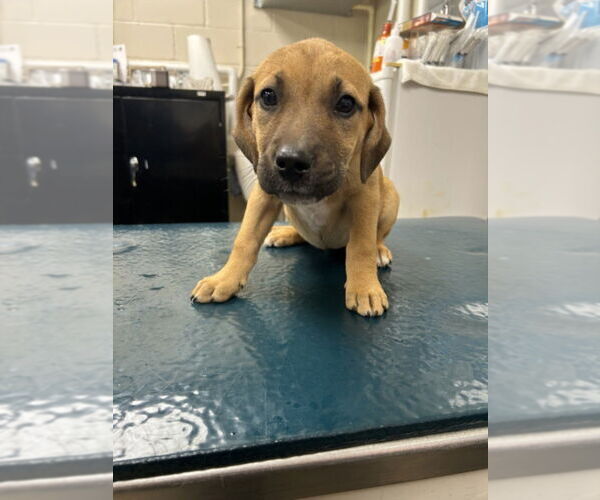 Medium Photo #1 Labrador Retriever-Unknown Mix Puppy For Sale in Mobile, AL, USA