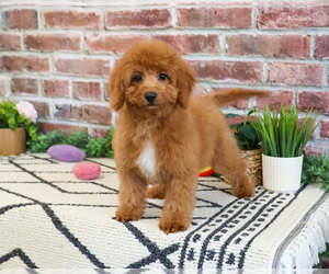 Cavapoo (Miniature) Puppy for Sale in SYRACUSE, Indiana USA