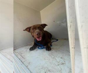 American Pit Bull Terrier-Unknown Mix Dogs for adoption in Houston, TX, USA