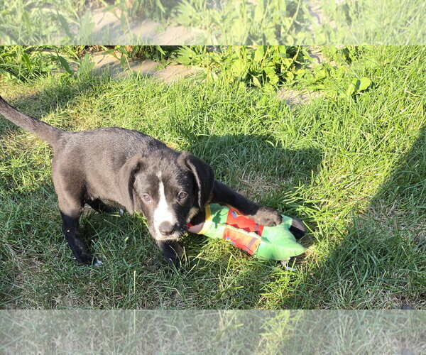 Medium Photo #3 Labrador Retriever-Unknown Mix Puppy For Sale in Plainfield, IL, USA