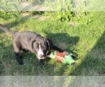 Small #2 Labrador Retriever Mix
