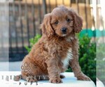 Small #2 Cavapoo (Miniature)