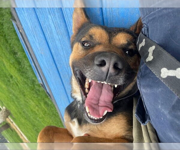 Medium Photo #3 American Pit Bull Terrier-German Shepherd Dog Mix Puppy For Sale in Techny, IL, USA