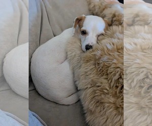 Dachshund-Jack Russell Terrier Mix Dogs for adoption in Germantown, OH, USA