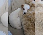Small Dachshund-Jack Russell Terrier Mix