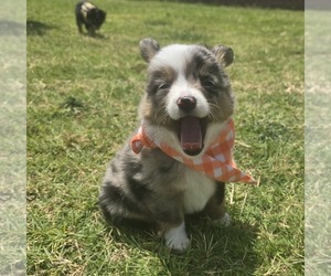 Miniature Australian Shepherd Puppy for sale in ARLINGTON, TX, USA