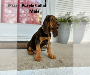 Bloodhound Puppy for Sale in WARRIOR, Alabama USA